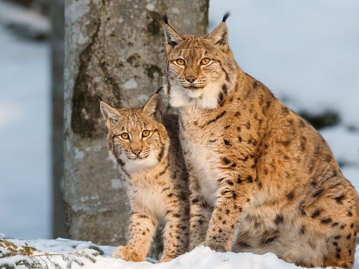 Jakten på lodjur återupptas.
