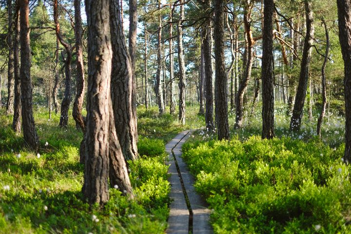 Alla förstörda ekosystem måste återställas till 2050 enligt EU:s nya lag.
