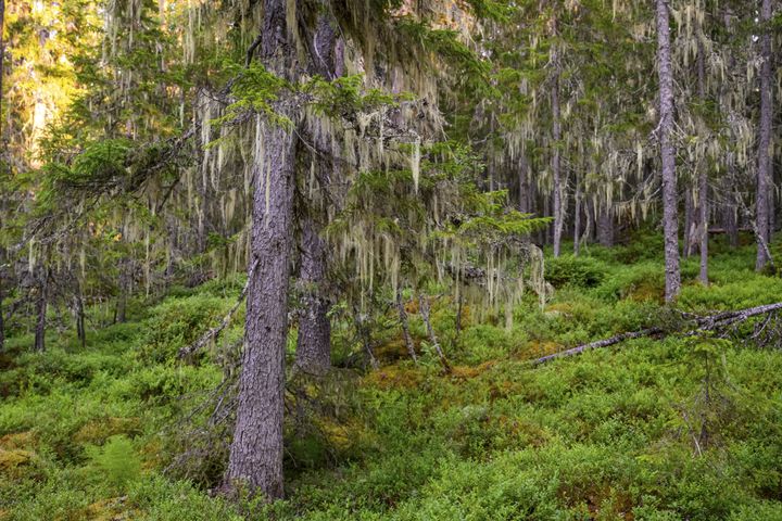 Avverkningarna av ur- och naturskogar som är hem åt många hotade arter har eskalerat de senaste åren. Nu vill en majoritet av svenska folket se ett strikt skydd av skogarna till 2030. Stödet bland riksdagspolitikerna är betydligt lägre.