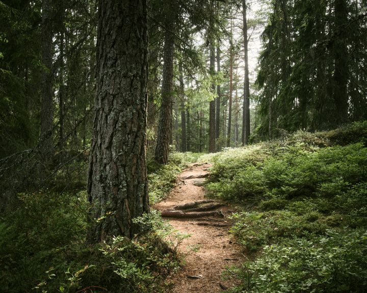 Alla kvarvarande ur- och naturskogar i Sverige måste skyddas enligt EU.