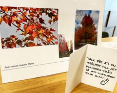 Två foton av träd med höstlöv i rött och orange. Texten beskriver trädarten "Acer rubrum, 'Autumn Flame'". En handskriven lapp tackar för hjälp med trädplantering.