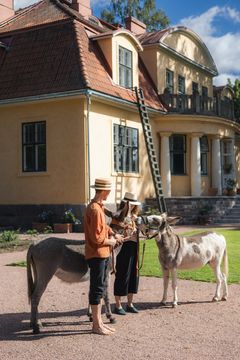 Grundarna, Taina och Chris Langenskiöld, med gårdens åsnor. Foto: Riitta Sourander