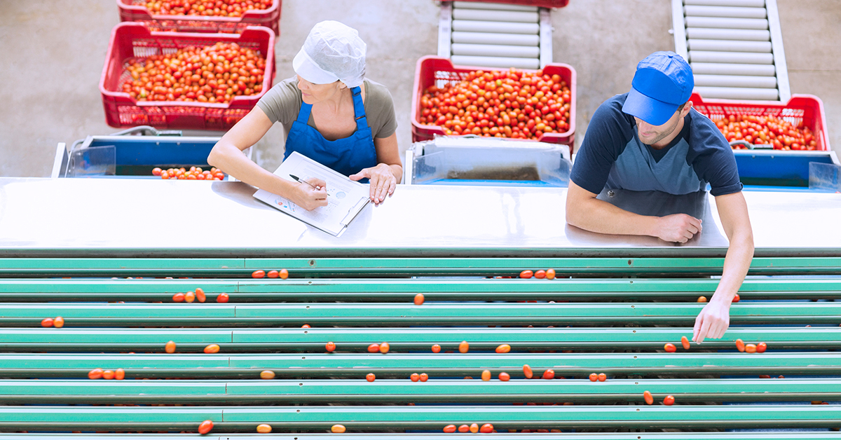 Två livsmedelsarbetare inom tomatindustrin sorterar tomater.