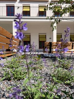 Växter i en planteringen med ett hus i bakgrunden.