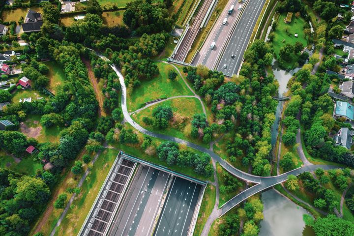 Swecos rapport “Biodiversity in practice: From loss to gain” är den tredje delen i Swecos Urban Insight-serie om biologisk mångfald. Foto: GettyImages