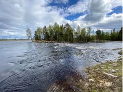 Fritt strömmande vatten, Juktån. Fotograf: Jill Staveley Öhlund, WWF