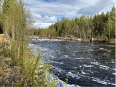 Fritt strömmande vatten, Juktån. Fotograf: Jill Staveley Öhlund, WWF
