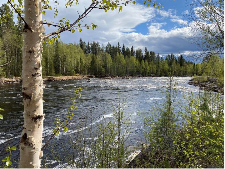 Fritt strömmande vatten, Juktån. Fotograf: Jill Staveley Öhlund, WWF