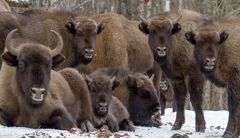 Visenter som tidigare utplanterats i Kaukasus. Foto WWF