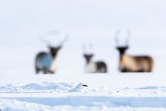 Fjällripan syns nästan inte i snön i sin vita vinterskrud med tre renar bakom. Foto: Olli Immonen/WWF