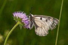 Mnemosynefjaril Foto: Ola Jennersten