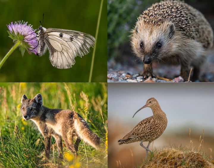 Från vänster mnemosynefjärilen, igelkotten. Längst ner till vänster fjällräven och storspoven. Dessa fyra är några av de arter som WWF och Nordens ark ska hjälpa till att rädda, med stöd av Postkodlotteriet. Foto: Ola Jennersten WWF, förutom storspoven som fotats av Andrew Parkinson.