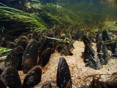 Flodpärlmussla Foto Stanislav Snäll