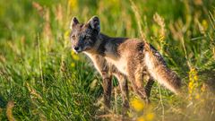 Fjällräv Foto: Ola Jennersten