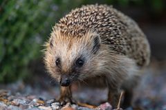 Igelkott foto Ola Jennersten WWF