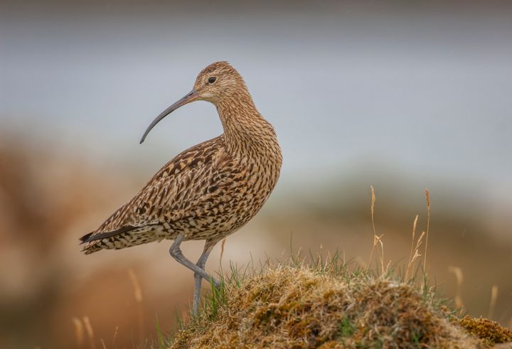 WWF och Nordens Ark har fått pengar av Svenska Postkodlotteriet för att rädda bland andra storspoven, Västerbottens landsdjur. Foto: Andrew Parkinsson.