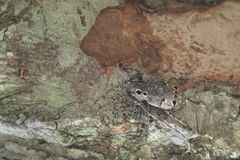 Ögonfläcksbock Foto: Markus Rehnberg