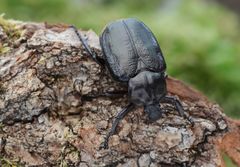 Läderbaggen är en av de tio arter som WWF och Nordens Ark ska försöka rädda från att utrotas. Foto Stanislav Snäll