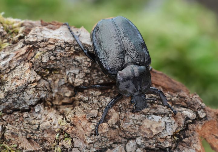 Läderbaggen är en av de tio arter som WWF och Nordens Ark ska försöka rädda från att utrotas.