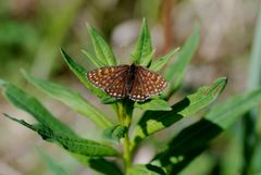 Veronikanätfjäril  Foto: Matilda Apelqvist