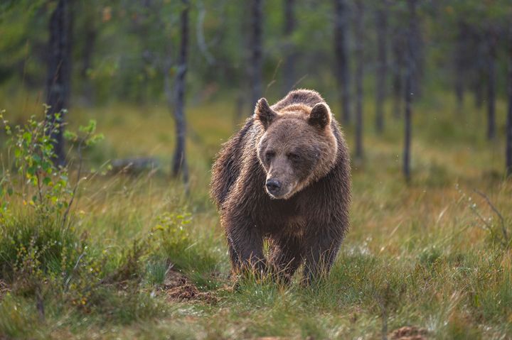 Brunbjörn går i skogen. Foto: Ola Jennersten