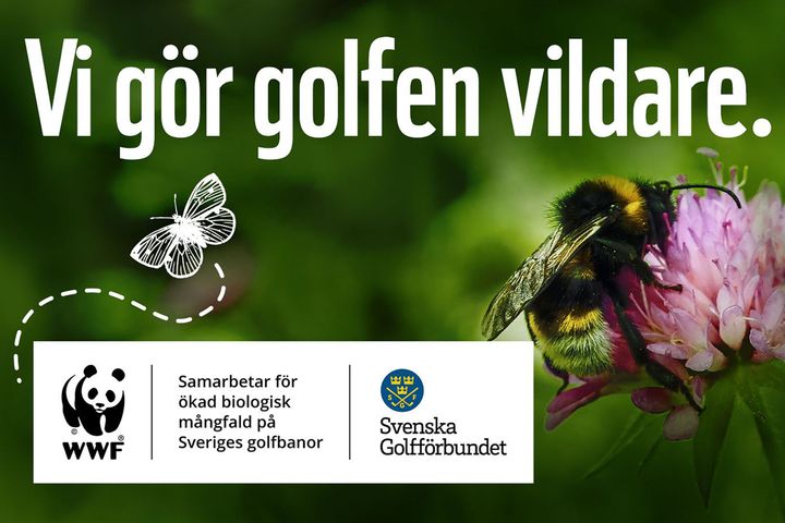 WWF och Svenska golfförbundet satsar på mer natur och biologisk mångfald på landets golfbanor.
