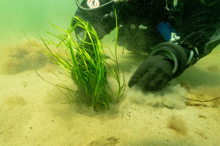 Dykare planterar ålgräs, svenska mangrove, inom ramen för projektet Återskapa Östersjöns livskraft.