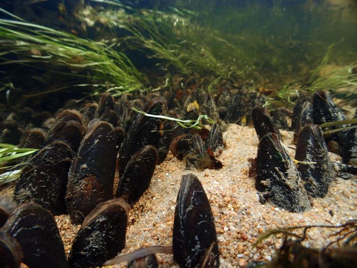 Flodpärlmusslor trivs bäst i strömmande vattendrag. Foto: Panu Oulasvirta  WWF