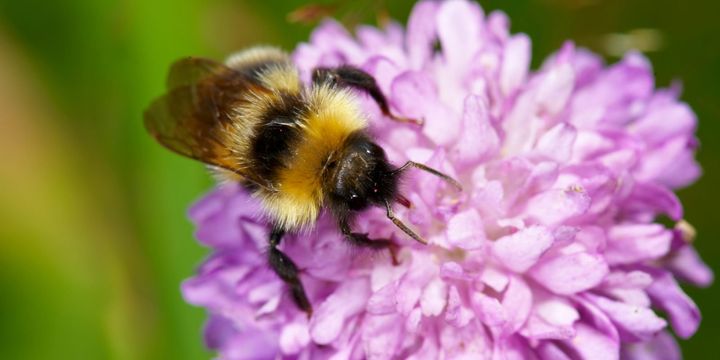 Pollinering är en livsviktig tjänst som naturen bjuder på. Foto: Ola Jennersten/WWF