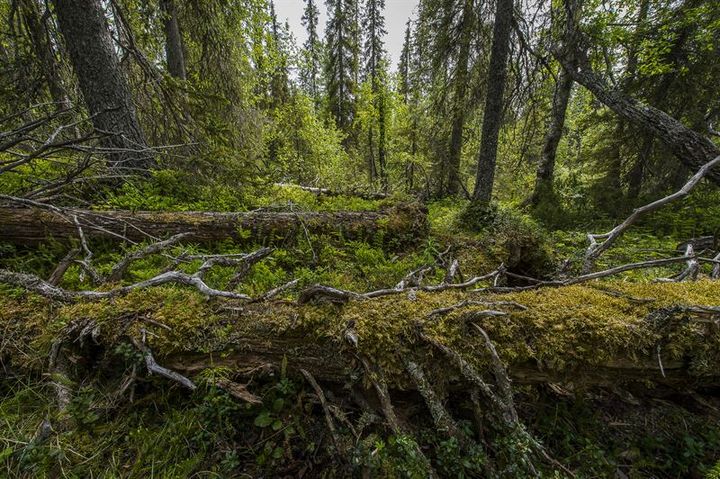 Regeringen drar ner nästan en halv miljard på skydd av värdefull natur. Foto: Ola Jennersten