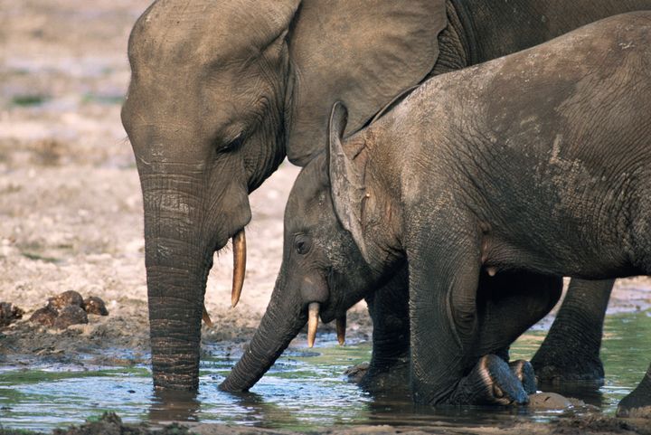 Den afrikanska skogselefanten har minskat med ca 80 procent mellan 2004 och 2014 i Minkébé Nationalpark i Gabon, främst på grund av tjuvjakt.