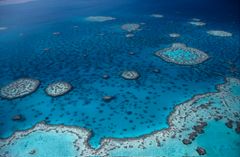 Corals (Corals); Great Barrier Reef Marine Park, Queensland, Australia.