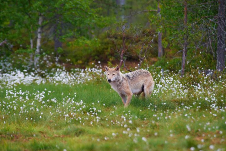 WWF är kritiska till att regeringen vill sänka referensvärdet på varg från 300 till 170 individer i Sverige. Foto: Ola Jennersten