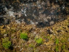 Efter skogsbrand i Pantanal