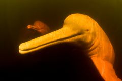 Amazonas / rosa floddelfin / boto (Inia geoffrensis) Rio Negro, Brasilien (Amazonas). Floddelfiner hotas både av torka och skogsbränder.