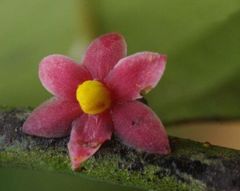 Sirdavidia solannona, uppkallad efter Sir David Attenborough. Foto: Thomas Couvreur.