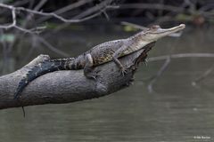 Krokodil Mecistops leptorhynchus Foto: Nik Borrow