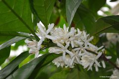 Coffea rizetiana Foto: Meise Botanic Garden