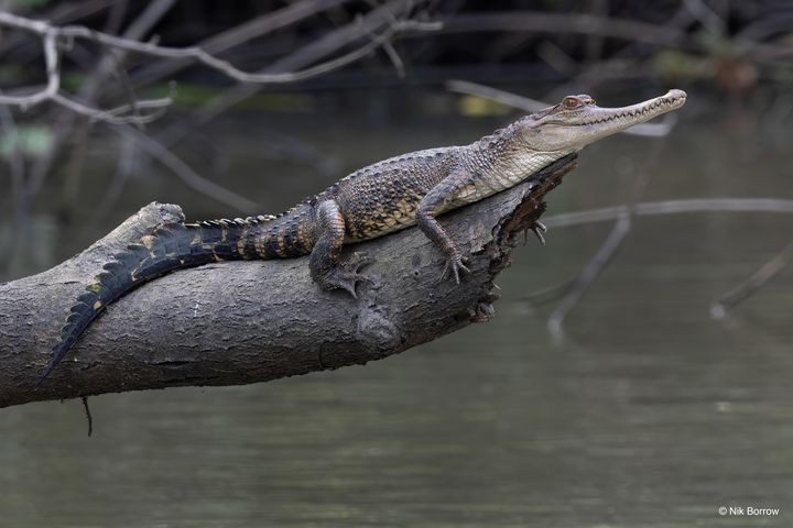 Smalnosad krokodil, Mecistops leptorhynchus. Foto: Nik Borrow / WWF