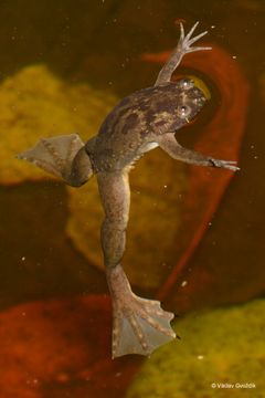 Xenopus allofraseri (falsk klogroda) Foto: Václav Gvoždík