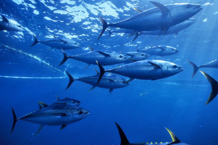 Gulfenad tonfisk fiskad i Stilla havet.