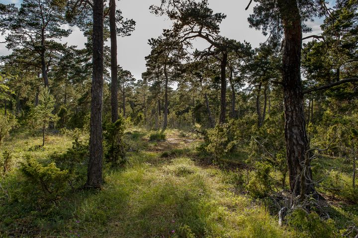Skog på Gotland. Foto: WWF