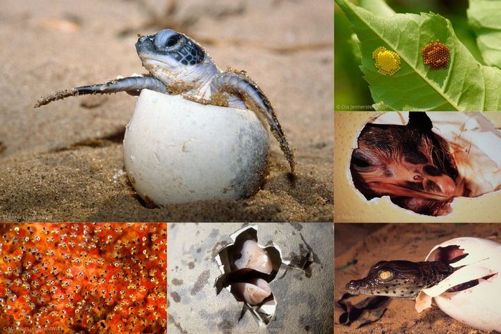 Från vänster: sköldpadda, clownfisk, havsstrut, krokodil, struts, fjäril. Foto: WWF (se specifik bild)