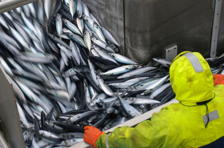 WWF uppmanar till att låta bli all makrill och vårlekande norsk sill.