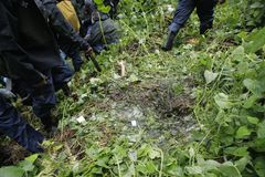 En sovplats visar att en bergsgorilla varit här.