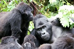 Bergsgorillor i Bwindi, Uganda.