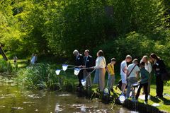 Att håva grodyngel och salamandrar är spännande för både barn och vuxna. Foto: Troy Enekvist