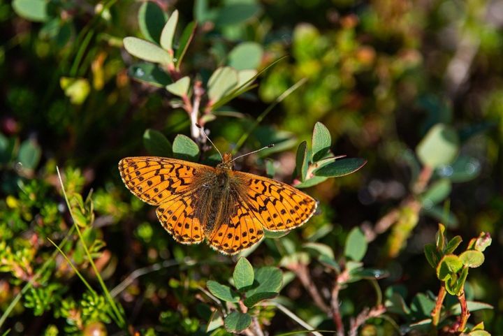 Högnordisk pärlemorfjäril.