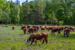 Nöttkreatur på naturbet.e Foto: Ola Jennersten/WWF