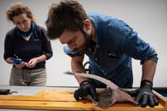 Två marinbiologer på Havets hus, Lysekil undersöker knaggrocka. Foto Troy Enekvist WWF